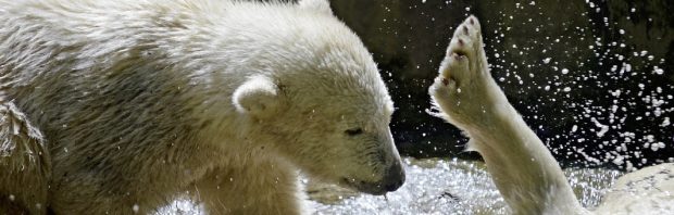 Internationale ijsberendag gekaapt door alarmisten. Hoe gaat het echt met de ijsberen?