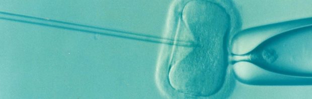 Verzet tegen initiatiefwet D66 en VVD over kweken embryo’s: ‘Waarom moet ik opeens aan Mengele denken?’